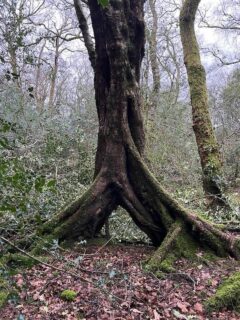 So many ancient amazing trees in the forest on our farm in South Wales! I’m amazed by what the location scouts find! In a few short weeks, it will be in shot of the film shooting here.. so this afternoon/evenings mission is to find the tree, what 3 words it, drink coffee and catch up with @svendsen_strength (and of course run lines for the shoot!) #welshactors #ancientforest #filmlocations